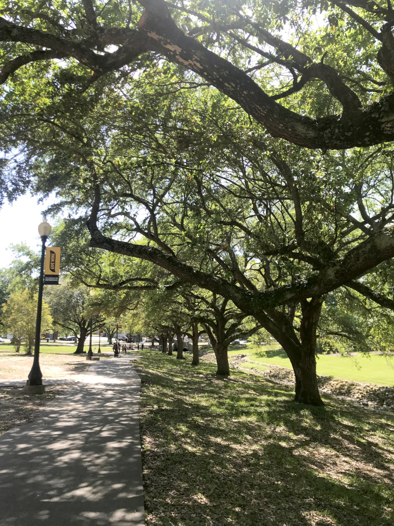 The live oaks on campus